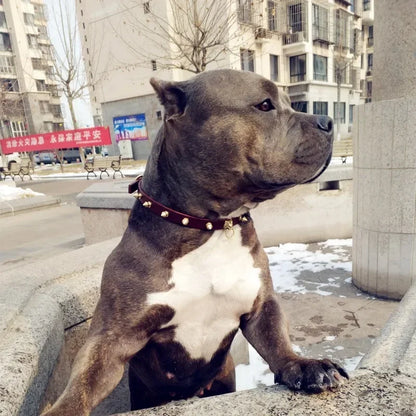 Handmade Cowhide Studded Pet Collar